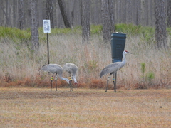 Antigone canadensis pulla