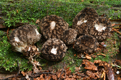 Lycoperdon compactum