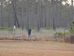Antigone canadensis pulla