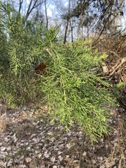 Juniperus virginiana virginiana