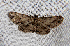 Psilalcis isombra