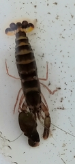 Alpheidae