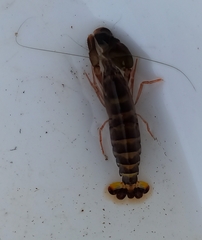 Alpheidae