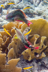 Hypoplectrus unicolor