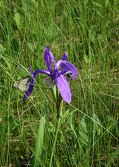 Iris laevigata