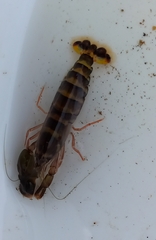 Alpheidae