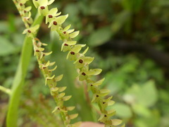 Stelis nutans