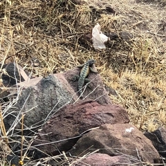 Sceloporus mucronatus