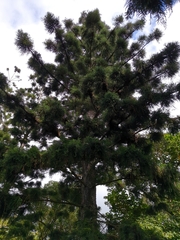 Araucaria heterophylla