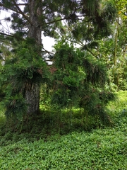 Araucaria heterophylla