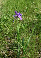Iris laevigata