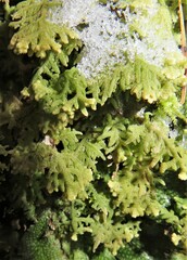 Trichocolea tomentella