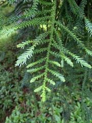 Araucaria heterophylla