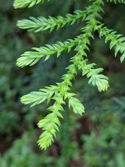 Araucaria heterophylla