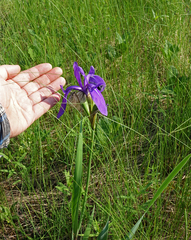 Iris laevigata