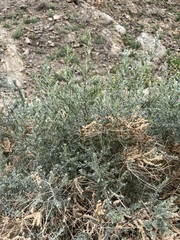 Atriplex polycarpa