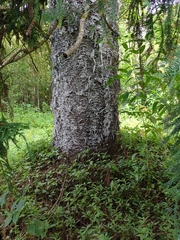 Araucaria heterophylla