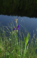 Iris laevigata