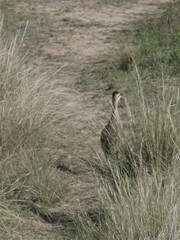 Rhynchotus rufescens