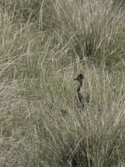 Rhynchotus rufescens