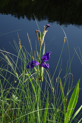 Iris laevigata