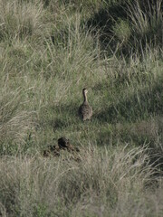 Rhynchotus rufescens