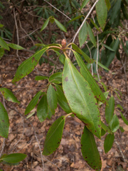 Rhododendron minus