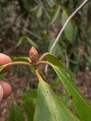 Rhododendron minus