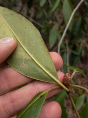 Rhododendron minus