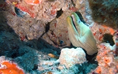Gymnothorax funebris