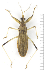 Oncocephalus
