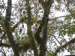 Pharomachrus auriceps