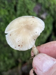 Clitocybe salmonilamella