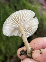 Clitocybe salmonilamella