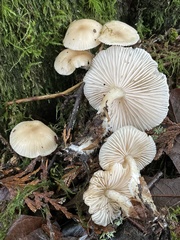 Clitocybe salmonilamella