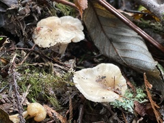 Clitocybe salmonilamella
