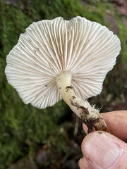 Clitocybe salmonilamella