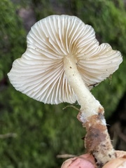 Clitocybe salmonilamella