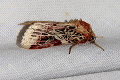 Spodoptera picta