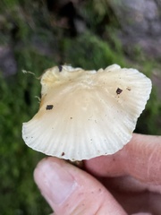 Clitocybe salmonilamella