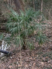 Trachycarpus fortunei
