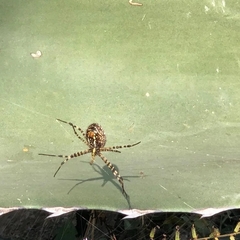 Argiope trifasciata