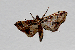 Hydriris ornatalis