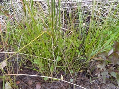 Eleocharis gracilis