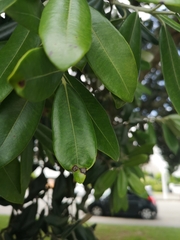 Austropuccinia psidii