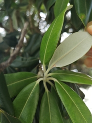 Austropuccinia psidii