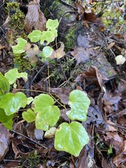 Vancouveria hexandra