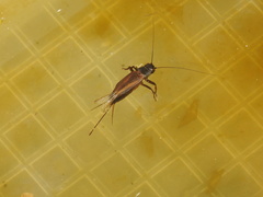Teleogryllus commodus
