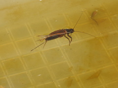 Teleogryllus commodus
