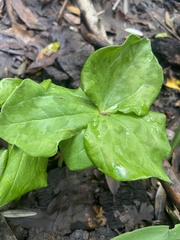 Trillium